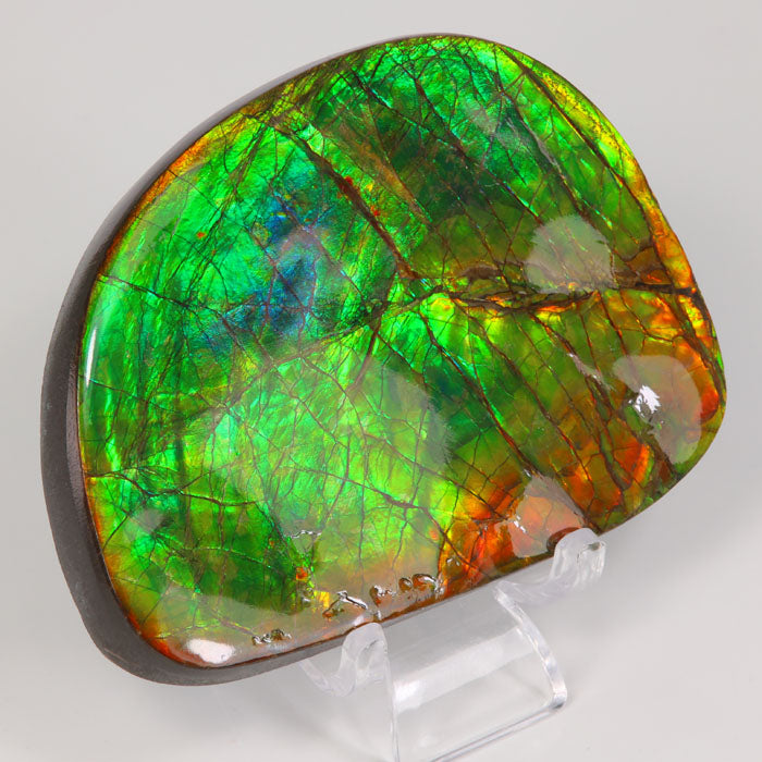 Fossilized Ammolite Cab Oval 10x8mm Approximately 3.60 Carat Matching hotsell Pair, Multi Color Stones, For Earring Making (45852)