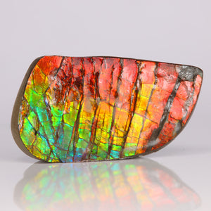 Ammolite Red Yellow Blue Color Specimen