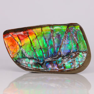 Ammolite Palm Specimen Colorful Rainbow Canada