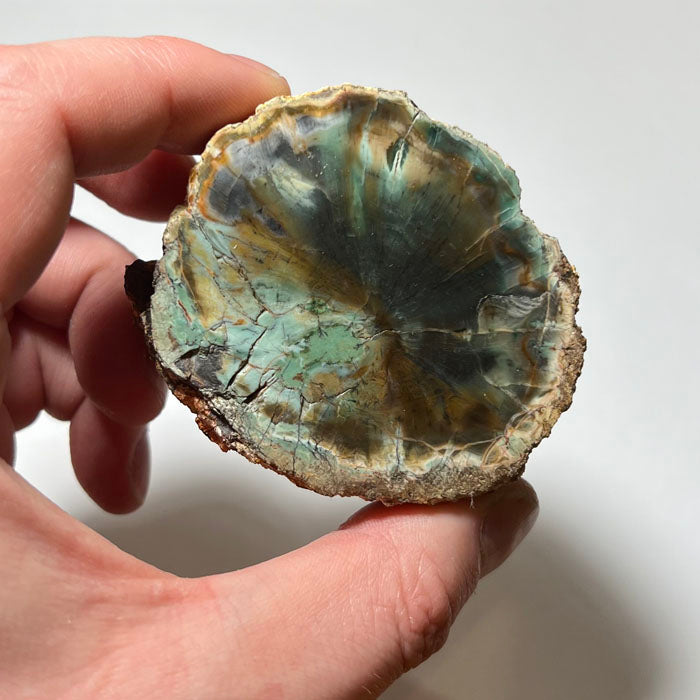 Fossil wood from Zimbabwe chromium green