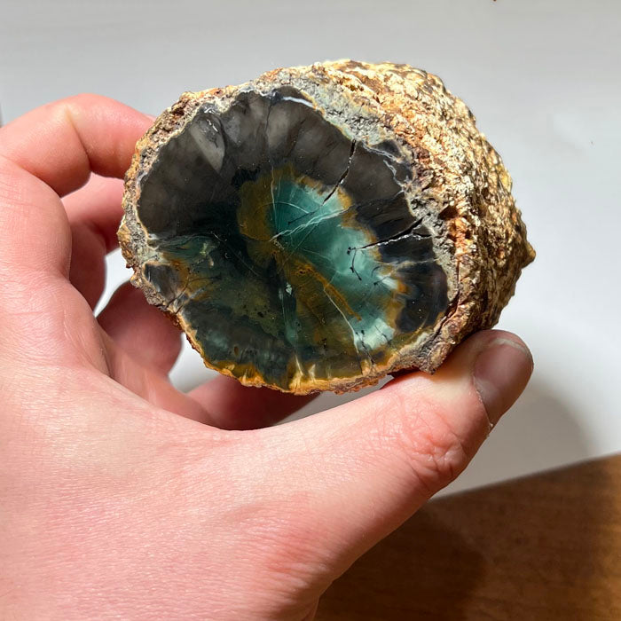 Chrome rich petrified wood from Zimbabwe