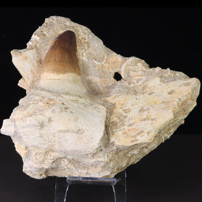 Mosasaur Upper and Lower Jaw Dinosaur popular Fossil Rock Stone Specimen 2lb and 5oz