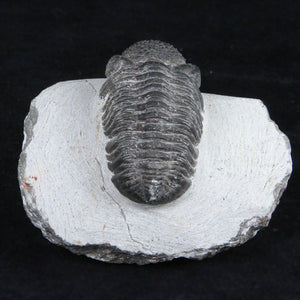 Trilobite fossil specimen