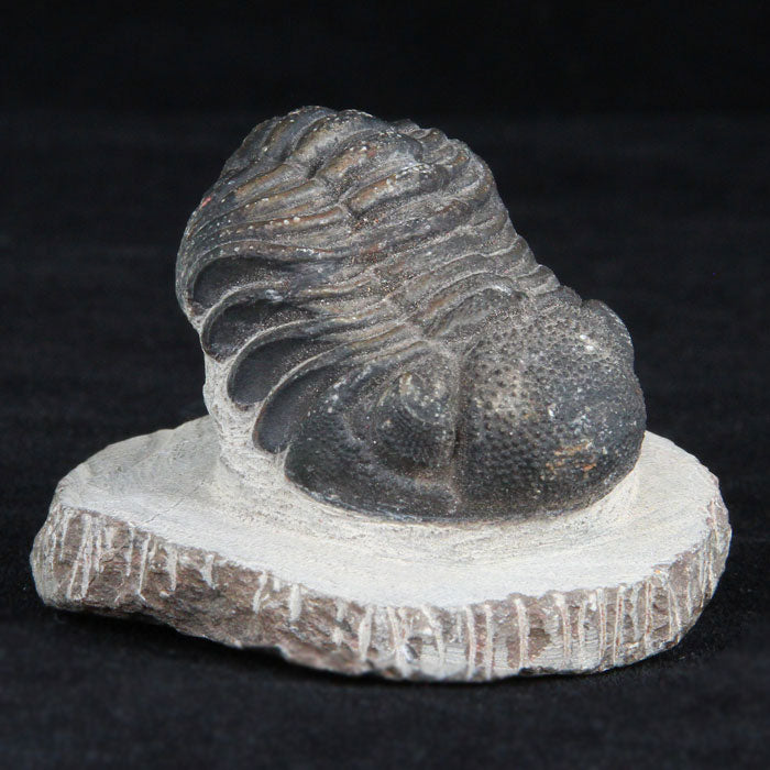 Moroccan Trilobite Fossil - Mineral Mike